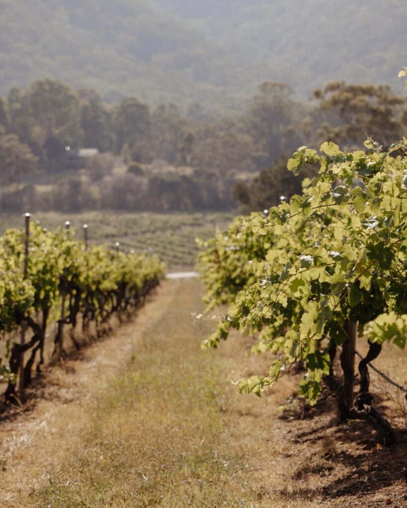 Audrey Wilkinson Winery