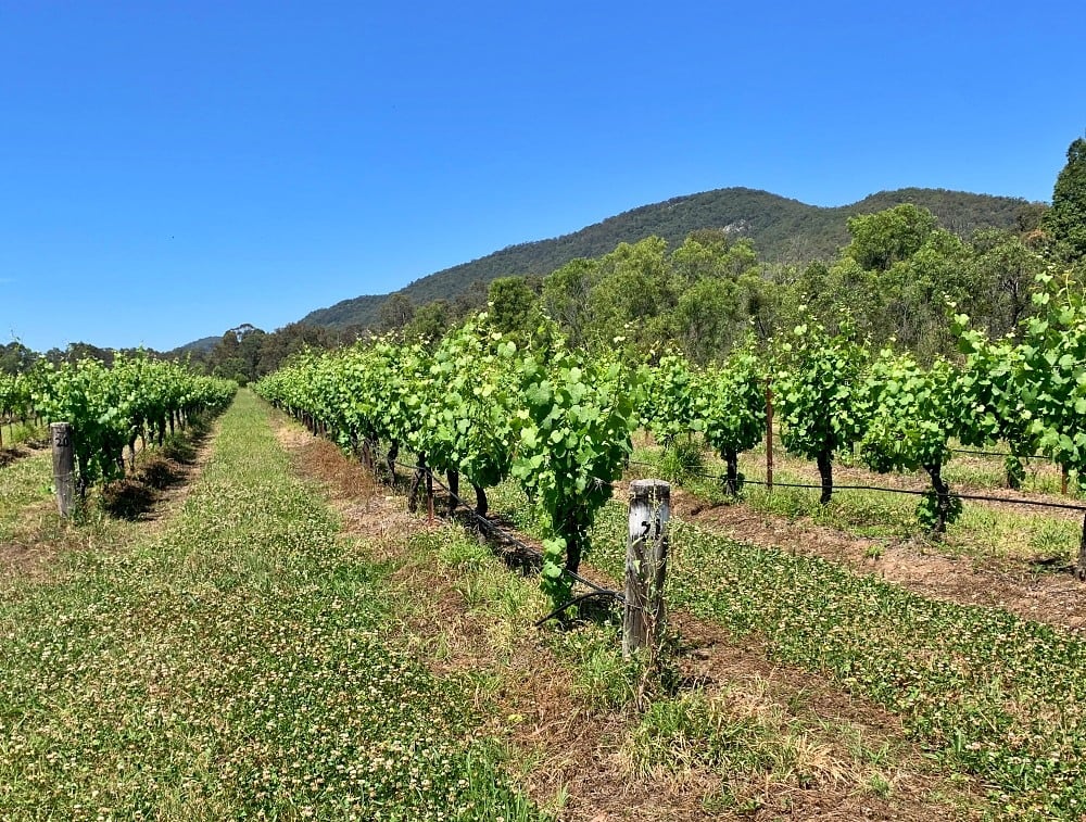 Lush green rows of grapevines in a vineyard with mountains in the background.